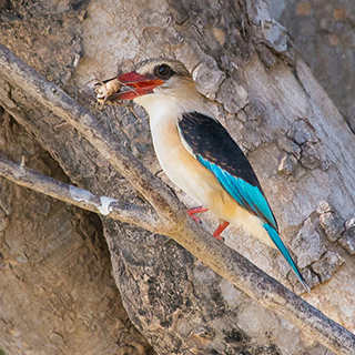 Lower Zambezi - Brown-hooded kingfisher